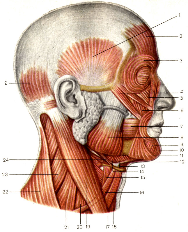 [Мышцы головы и шеи; вид сбоку. 1 - височная мышца (m. temporalis); 2 - затылочно-лобная мышца (m. occipitofrontalis); 3 - круговая мышца глаза (m. orbicularis oculi); 4 - большая скуловая мышца (m. zygomaticus major); 5 - мышца, поднимающая верхнюю губу (m. levator labii superioris); 6 - мышца, поднимающая угол рта (m. levator anguli oris); 7 - щёчная мышца (m. buccinator); 8 - жевательная мышца (m. masseter); 9 - мышца, опускающая нижнюю губу (m. depressor labii inferioris); 10 - подбородочная мышца (m. mentalis); 11 - мышца, опускающая угол рта (m. depressor anguli oris); 12 - двубрюшная мышца (m. digastricus); 13 - челюстно-подъязычная мышца (m. mylohyoideus); 14 - подъязычно-язычная мышца (m. hyoglossus); 15 - щитоподъязычная мышца (m. thyrohyoideus); 16 - лопаточно-подъязычная мышца (m. omohyoideus); 17 - грудино-подъязычная мышца (m. sternohyoideus); 18 - грудино-щитовидная мышца (m. sternothyroideus); 19 - грудино-ключично-сосцевидная мышца (m. sternocleidomastoideus); 20 - передняя лестничная мышца (m. scalenus anterior); 21 - средняя лестничная мышца (m. scalenus medius); 22 - трапециевидная мышца (m. trapezius); 23 - мышца, поднимающая лопатку (m. levator scapulae); 24 - шилоподъязычная мышца (m. stylohyoideus) [1989 Липченко В Я Самусев Р П - Атлас нормальной анатомии человека]]
