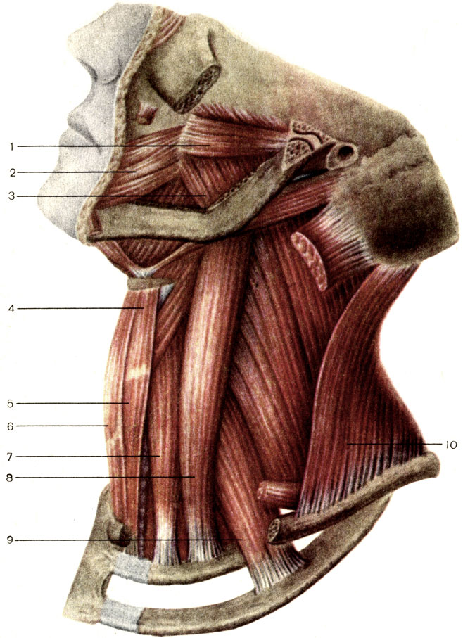 [Мышцы головы и шеи; глубокий слой. 1 - латеральная крыловидная мышца (m. pterygoideus lateralis); 2 - щёчная мышца (m. buccinator); 3 - медиальная крыловидная мышца (m. pterygoideus medialis); 4 - щитоподъязычная мышца (m. thyrohyoideus); 5 - грудино-щитовидная мышца (m. sternothyroideus); 6 - грудино-подъязычная мышца (m. sternolyoideus); 7 - передняя лестничная мышца (m. scalenus anterior); 8 - средняя лестничная мышца (m. scalenus medius);9 - задняя лестничная мышца (m. scalenus posterior); 10 - трапециевидная мышца (m. trapezius) [1989 Липченко В Я Самусев Р П - Атлас нормальной анатомии человека]]