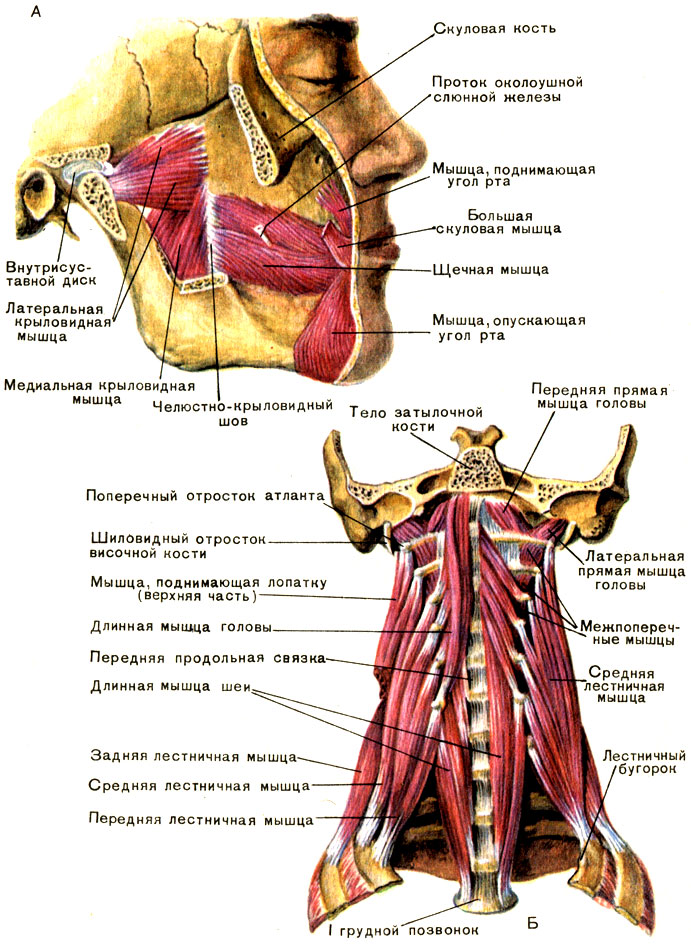 [Глубокие мышцы лица (А) и шеи (Б). (Слева передняя лестничная мышца удалена) [1979 Курепина М М Воккен Г Г - Анатомия человека Атлас]]