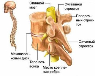 Остеохондроз в картинках - MASSAGE-VRN.RU
