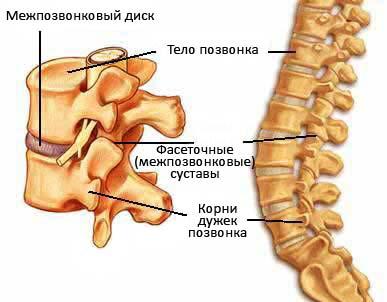 Остеохондроз в картинках - MASSAGE-VRN.RU