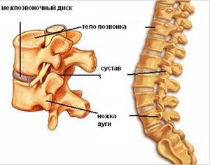 Остеохондроз в картинках - MASSAGE-VRN.RU
