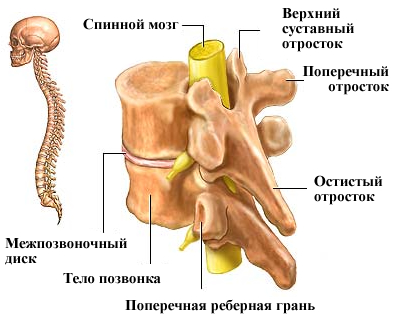 Остеохондроз в картинках - MASSAGE-VRN.RU